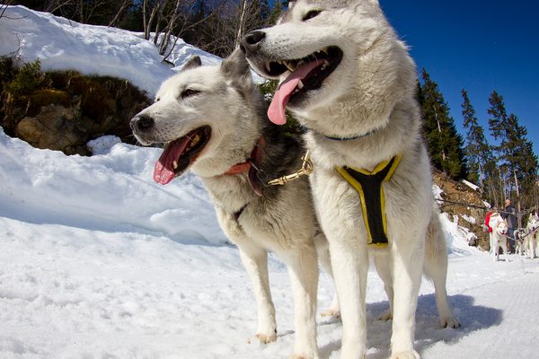 huttopia-chalet-hiver-bourg-st-maurice-activites-chien-traineaux